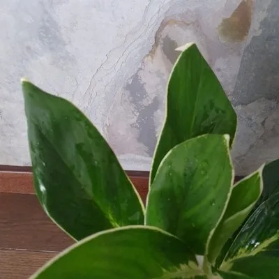 Aglaonema Madagascar · 3