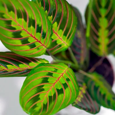 Maranta leuconeura Fascinator Tricolor · 3