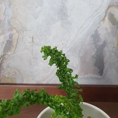 Nephrolepis exaltata Emina · 2