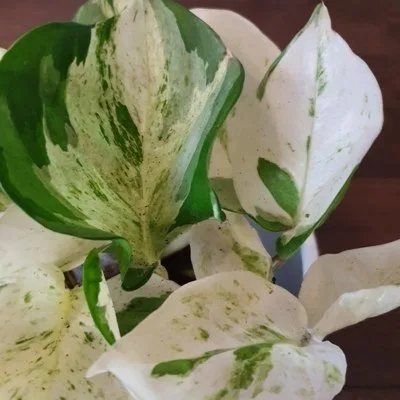 Epipremnum Happy Leaf · 2