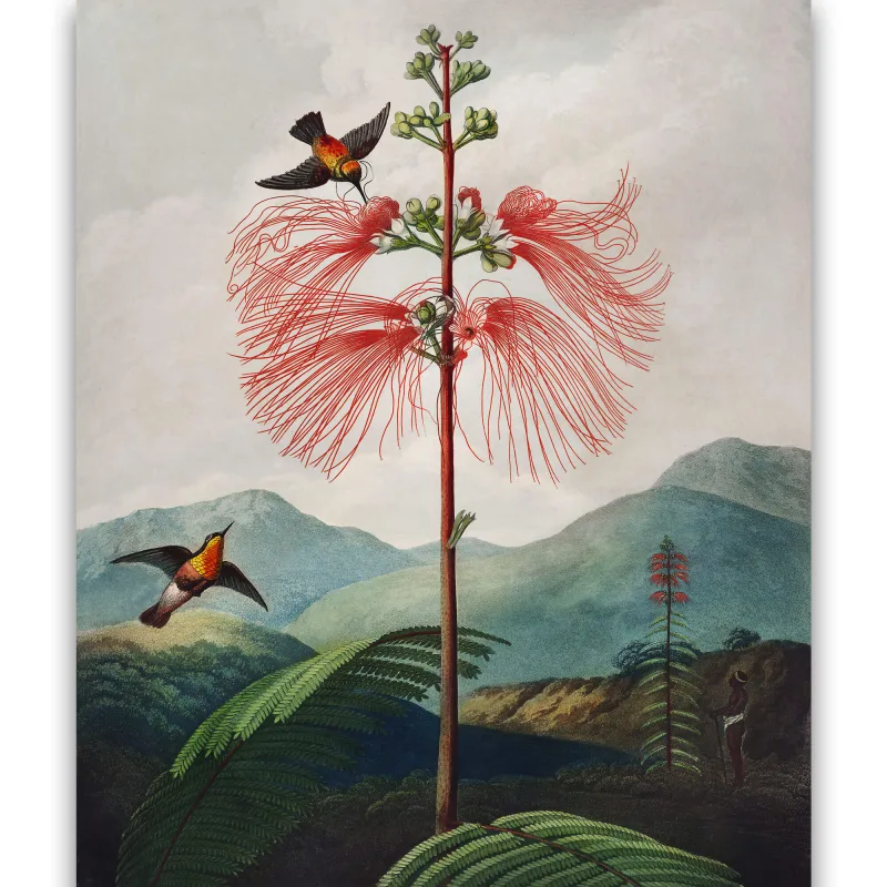 Reprodukcija „Žydinti gėlė“, Robert John Thornton, (1808)