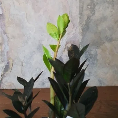 Zamioculcas zamiifolia Raven · 3