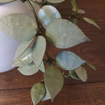Hoya krohniana Eskimo · 3