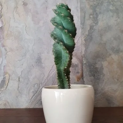 Cereus forbesii Spiralis · 2