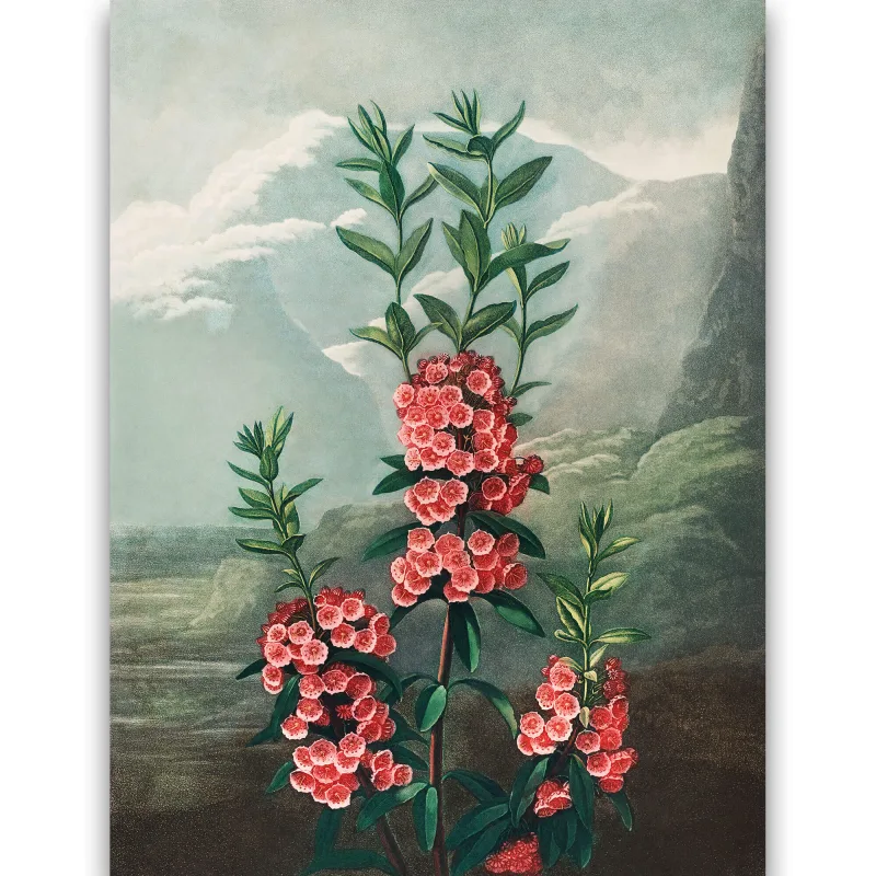 Reprodukcija „Siauralapė Kalmija“, Robert John Thornton, (1808)