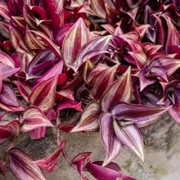 Tradescantia Purple Passion