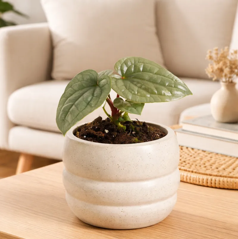 Anthurium Luxurians · 1