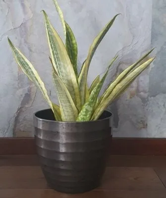 Sansevieria guinensis Variegata · 1