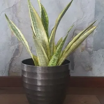 Sansevieria guinensis Variegata