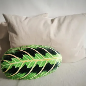 Veliūrinė pagalvėlė, Maranta
