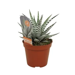 Vazoninis augalas Haworthia fasciata Alba 8,5Ø 14cm