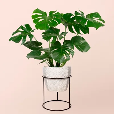 Monstera deliciosa · 3