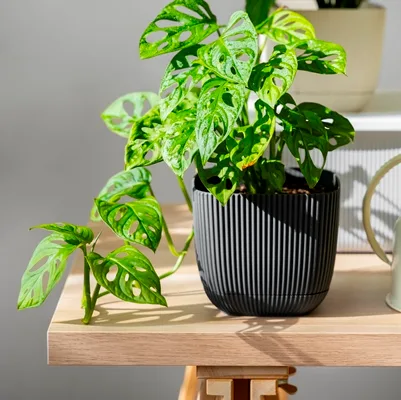 Monstera Monkey Mask · 2