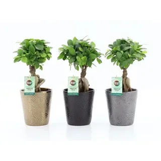 Vazoninis augalas FIKUSAS GINSENG 3 su vazonu — 13Ø 35cm 1pp