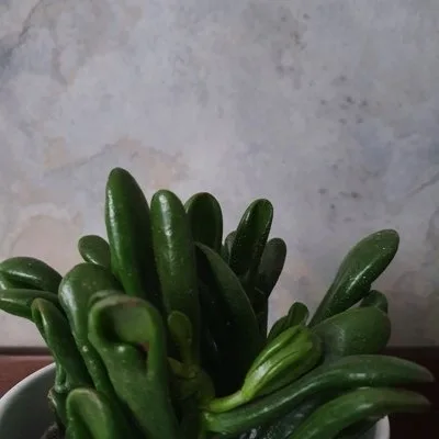 Crassula ovata Red Hoorn Tree · 2