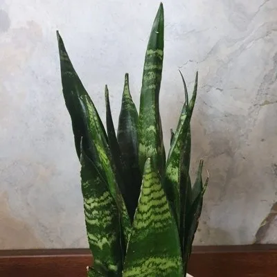 Sansevieria Black coral · 2