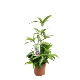 Vazoninis augalas Dracaena Surculosa 17Ø 60cm 1pp