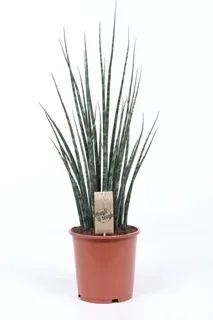 Vazoninis augalas SANSEVJERA (Sansevieria Fernwood Mikado) 19Ø 70cm