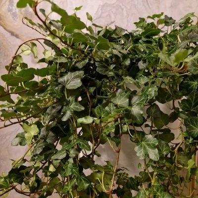 Hedera helix Wonder · 2