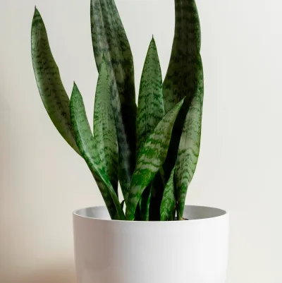 Sansevieria zeylanica · 2