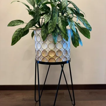 Aglaonema Maria