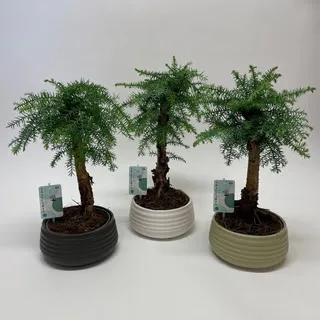 Vazoninis augalas Bonsai Araucaria Cunninghamii 19Ø 50cm 1pp