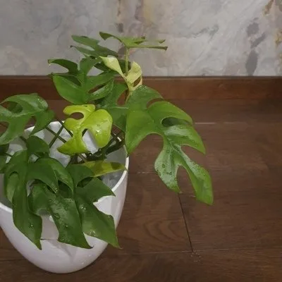 Monstera Minima · 3