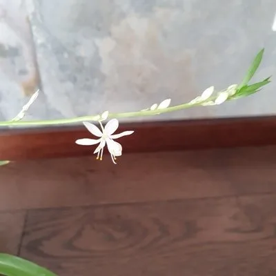 Chlorophytum Lemon · 3