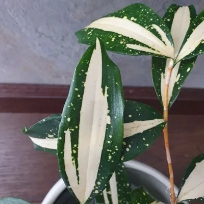 Dracaena surculosa Milky Way · 2