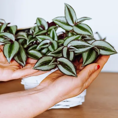 Tradescantia Pink Joy · 2