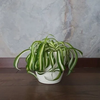 Chlorophytum comosum Bonnie · 1