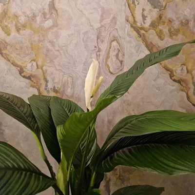 Spathiphyllum wallisii Sensation · 3