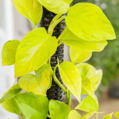 Epipremnum aureum Teruno Champs-Elysses · 1