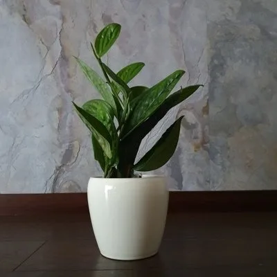 Monstera karstenianum · 2