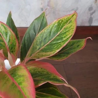 Aglaonema Striptease · 3