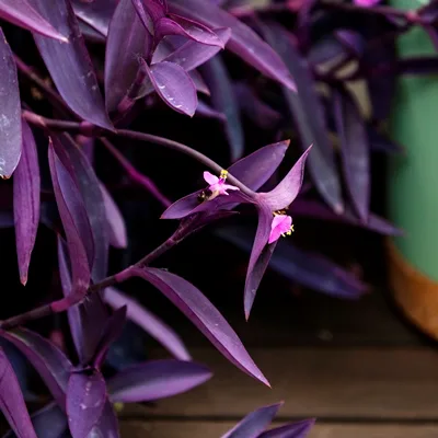 Tradescantia Purple Heart · 2