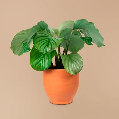 Calathea orbifolia · 1