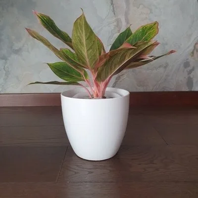 Aglaonema Striptease · 2