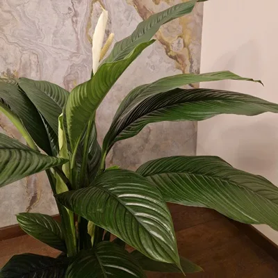 Spathiphyllum wallisii Sensation · 2