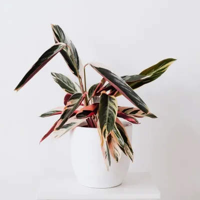 Stromanthe sanguinea Triostar · 1