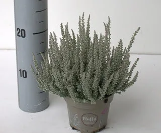 Vazoninis augalas Calluna vulgaris Garden Girls Fluffy 12Ø 24cm