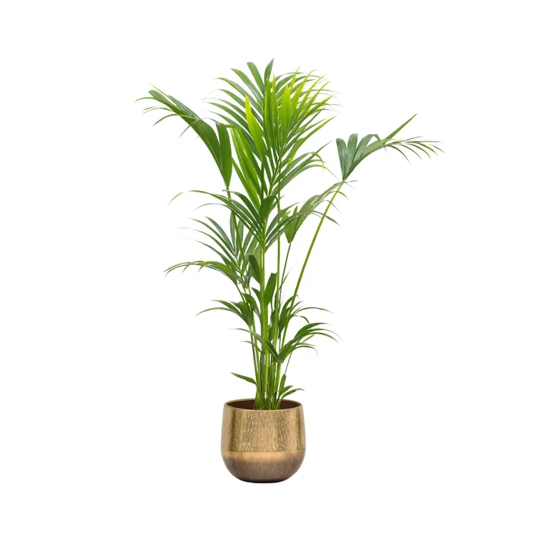 Howea Forsteriana - Kentia palmė, 130 cm. · 2