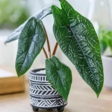 Alocasia scalprum