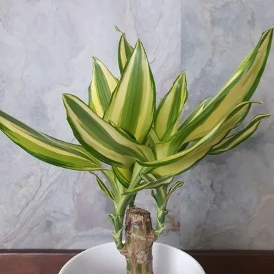 Dracena wonna Yellow Coast · 2