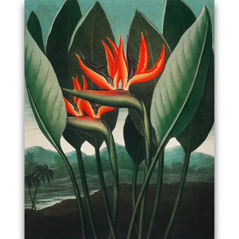 Reprodukcija „Puošnioji strelicija“, Robert John Thornton, (1808)
