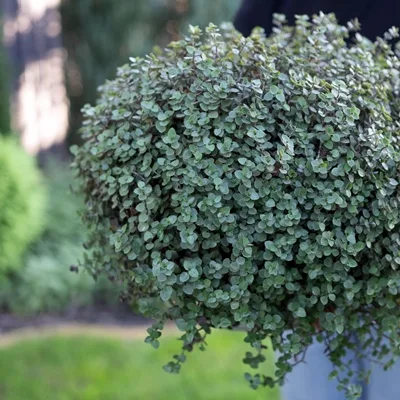 Pilea glaucophylla · 1
