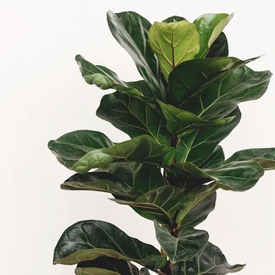 Ficus Lyrata · 2