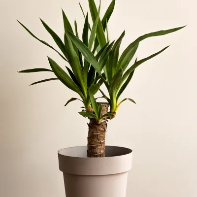 Yucca elephantipes · 2