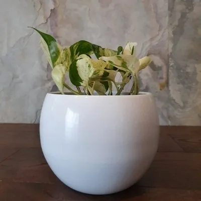 Epipremnum Happy Leaf · 1