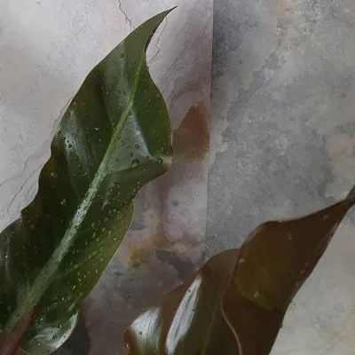 Philodendron Imperial Red · 2